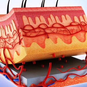 Integumentary and Musculoskeletal